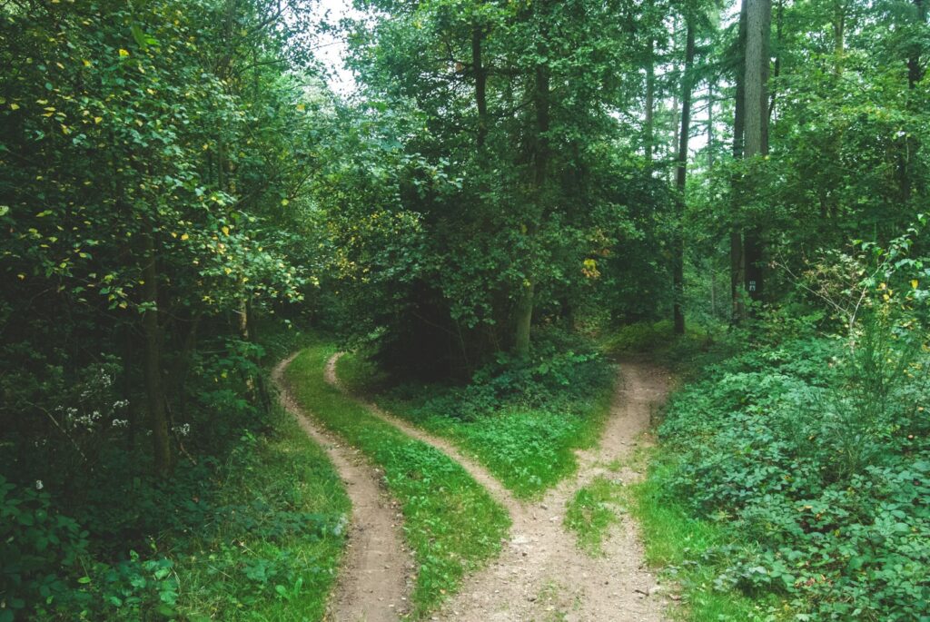 two roads between trees for a fixed or growth mindset