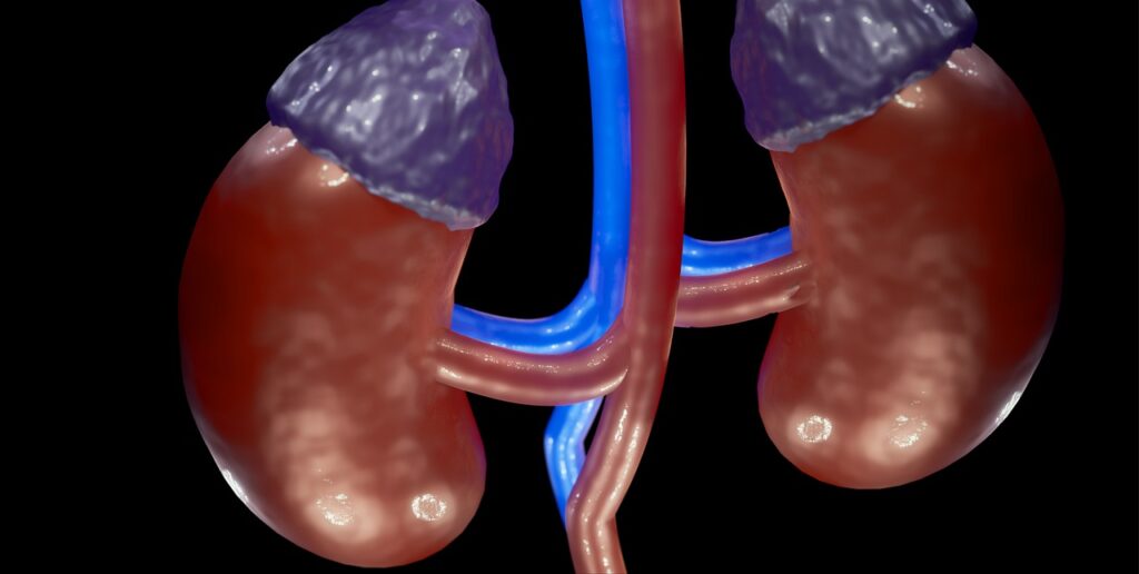 adrenal glands on top of kidney
