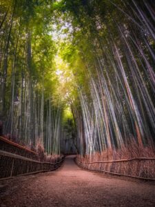 a path through a bamboo forest while choosing new habits